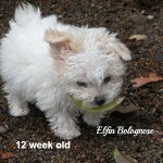 elfin 400 pink 12 week old _opt